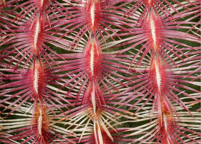 Plant Greeting Card featuring the photograph Pink Comb Cactus by Nigel Downer