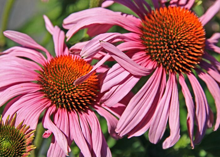 Coneflower Greeting Card featuring the photograph Pink Coneflowers by Athena Mckinzie
