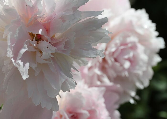 Peony Greeting Card featuring the photograph Pink Confection by Ruth Kamenev