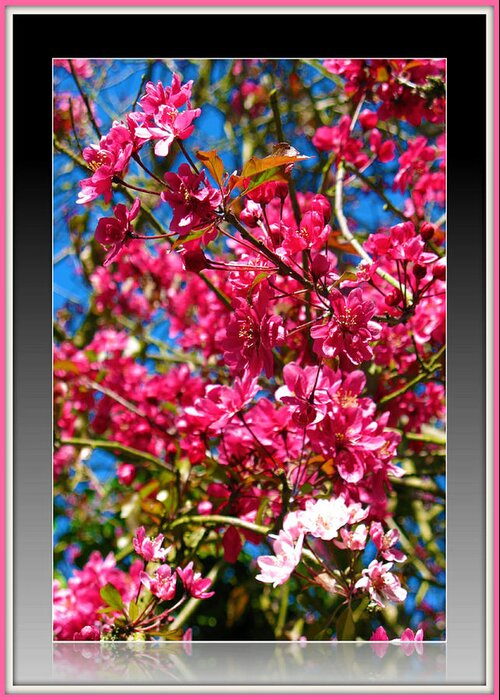 Nature Greeting Card featuring the photograph Pink Crab Apple Blossom by Charmaine Zoe