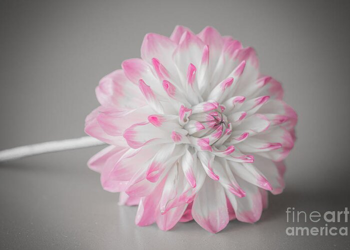 Flower Greeting Card featuring the photograph Pink Dahlia by Amanda Mohler