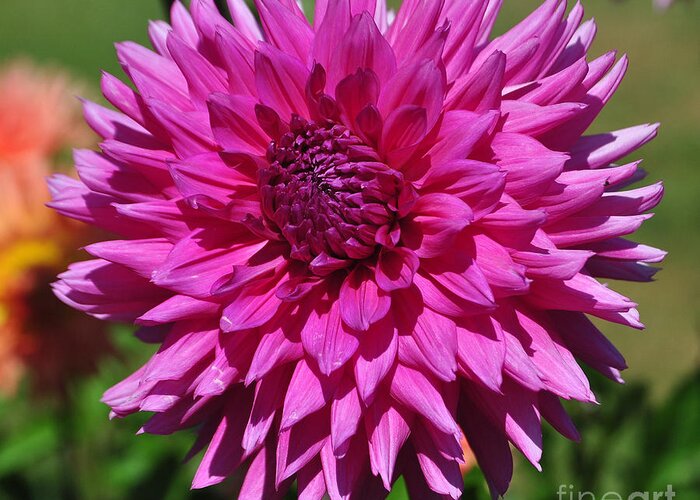 Pink Dahlia Greeting Card featuring the photograph Pink Dahlia by Frank Larkin