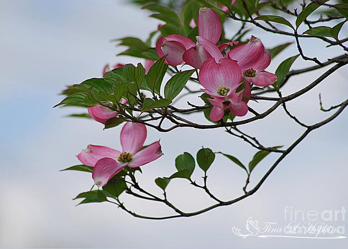 Dogwood Greeting Card featuring the photograph Pink Dogwood 20120420_23a by Tina Hopkins