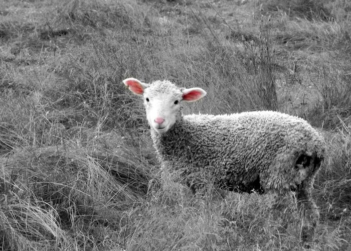 Lamb Greeting Card featuring the photograph Pink Ears and Nose by KATIE Vigil