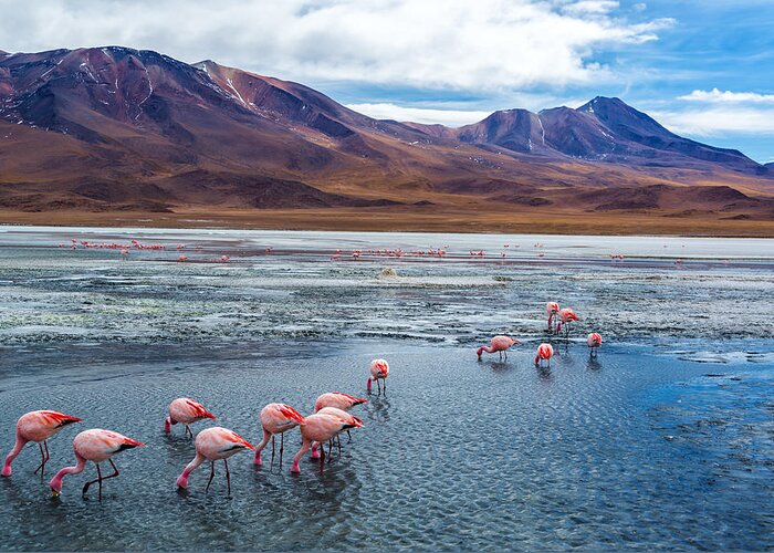 Uyuni Greeting Card featuring the photograph Pink Flamingoes in Bolivia by Jess Kraft