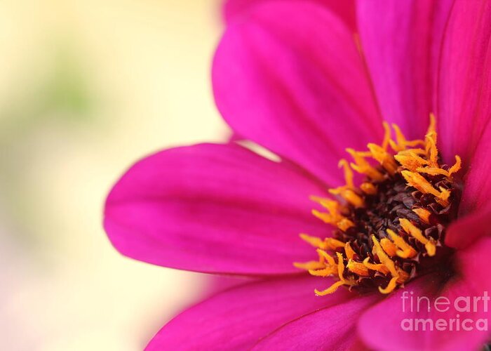 Beautiful Greeting Card featuring the photograph Pink Flower by Amanda Mohler