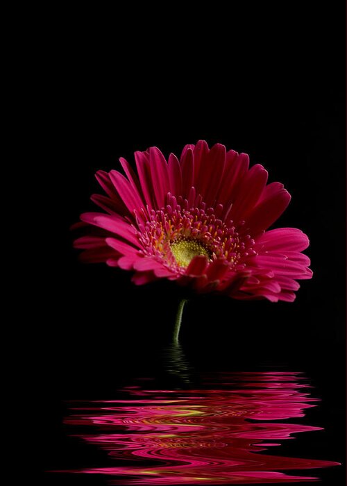 Pink Gerbera Flower Greeting Card featuring the photograph Pink Gerbera Flood 1 by Steve Purnell