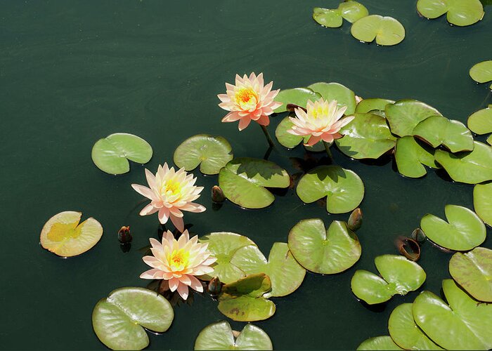 Tranquility Greeting Card featuring the photograph Pink Grapefruit Water Lilies by David Mcglynn
