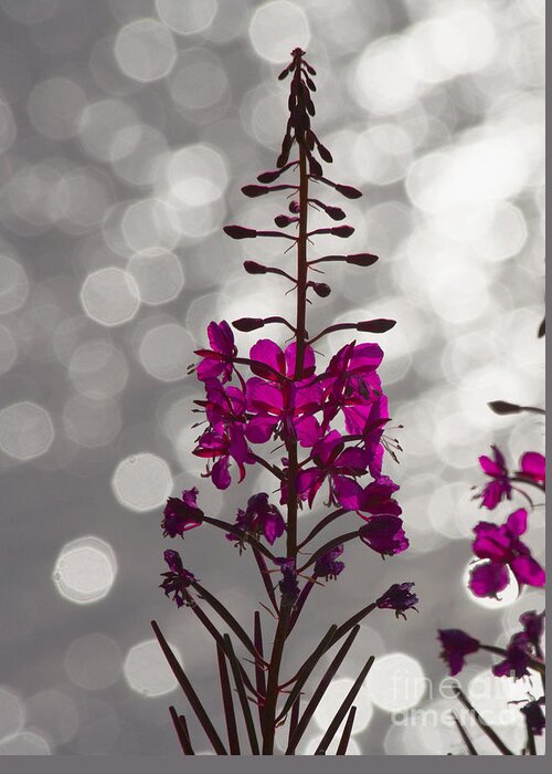 Fireweed Greeting Card featuring the photograph Pink by Heiko Koehrer-Wagner
