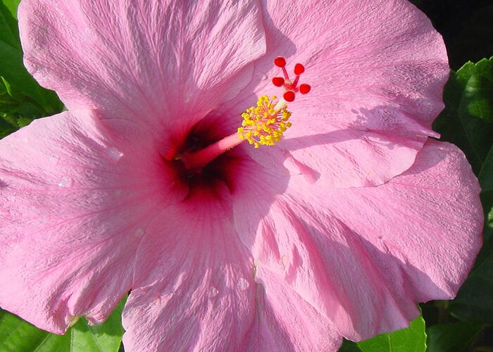 Pink Hibiscus Greeting Card for Sale by Suzanne Gaff
