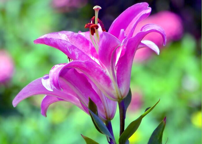 Lily Greeting Card featuring the photograph Pink Lilies by Deena Stoddard