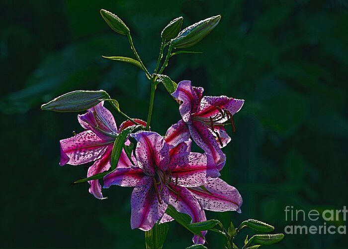 Lily Greeting Card featuring the photograph Pink Lilies in the Rain 2 by Sharon Talson