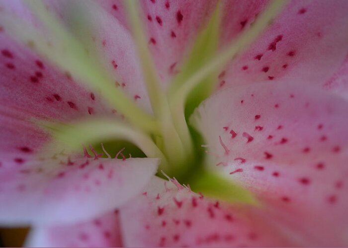 Lily Greeting Card featuring the photograph Pink Lily by Nancy Edwards
