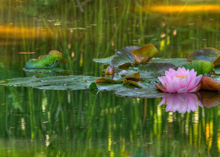 California Greeting Card featuring the photograph Pink Lotus Flower by Beth Sargent