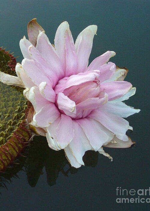 Lotus Greeting Card featuring the photograph Pink Lotus in water by Mukta Gupta