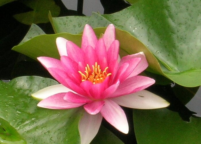 Pink Greeting Card featuring the photograph Pink Lotus by Kristen Kennedy
