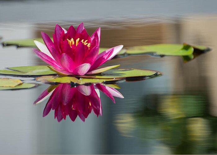 Waterlily Greeting Card featuring the photograph Pink Water Lily by Stacy Abbott