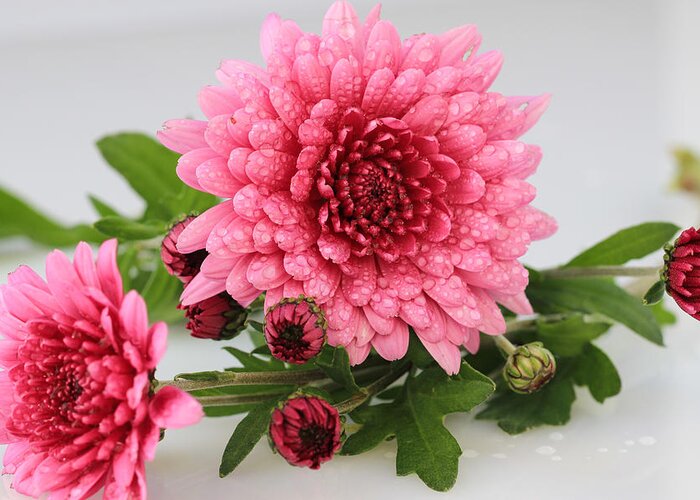 Pink Mums Still Life Greeting Card featuring the photograph Pink Mums by Rachel Cohen
