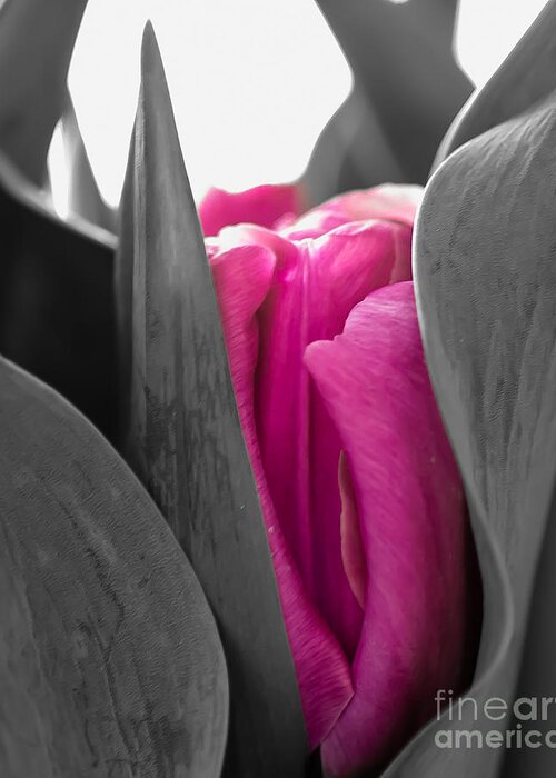 Tulip Greeting Card featuring the photograph Pink Passion by Bianca Nadeau