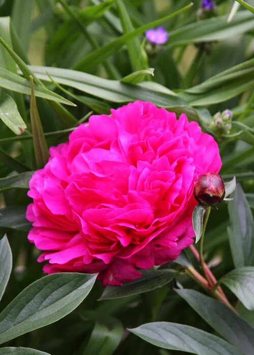Pretty Greeting Card featuring the photograph Pink Peony by Vadim Levin