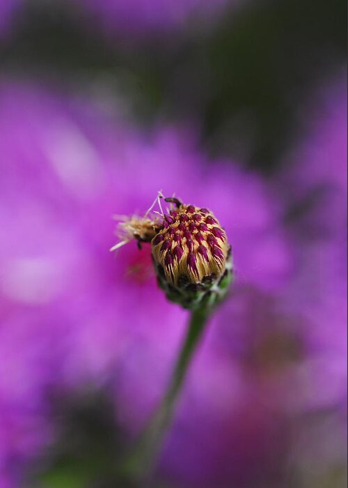 Flowers Greeting Card featuring the photograph Pink Perfect by Susan Moody