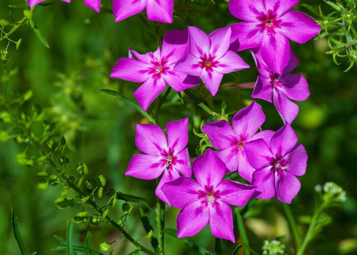 Beauty In Nature Greeting Card featuring the photograph Pink Phlox by Diane Macdonald