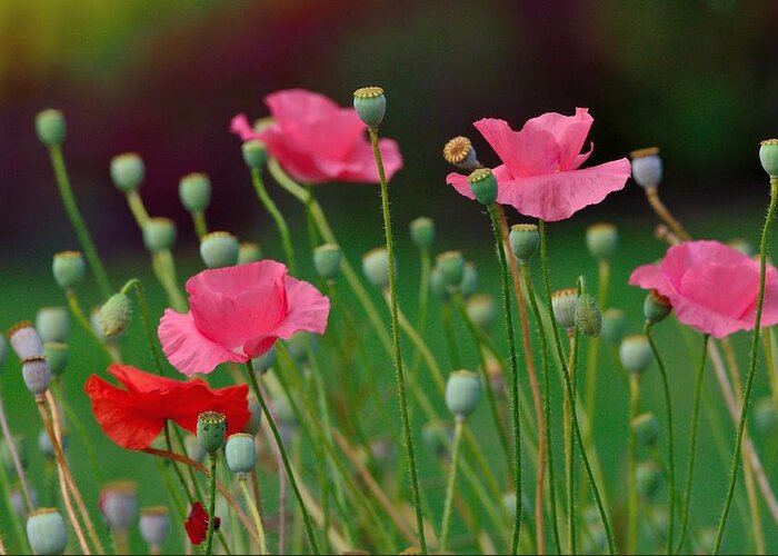 Poppy Greeting Card featuring the photograph Pink Poppies by Kathy King