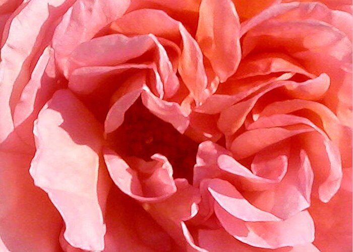 Rose Greeting Card featuring the photograph Pink Rose Closeup by Anne Cameron Cutri