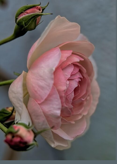 Rose Greeting Card featuring the photograph Pink rose by Leif Sohlman