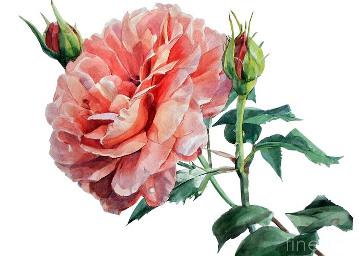 Watercolors Greeting Card featuring the painting Watercolor of an English Pink Rose by Greta Corens