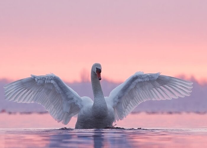 Mute Swan Greeting Card featuring the photograph Pink Swan by Roeselien Raimond