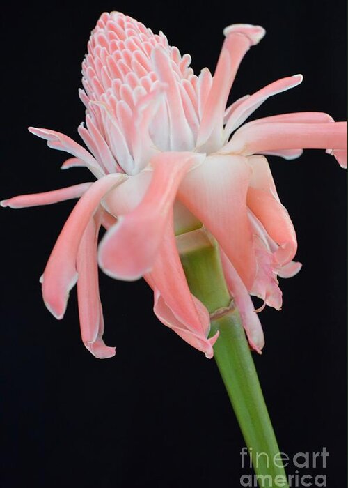 Flowers Greeting Card featuring the photograph Pink Torch Ginger Blossom on Black by Mary Deal