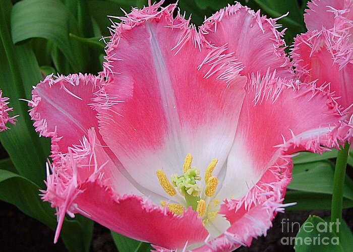 Spring Greeting Card featuring the photograph Pink Tulip by Amalia Suruceanu