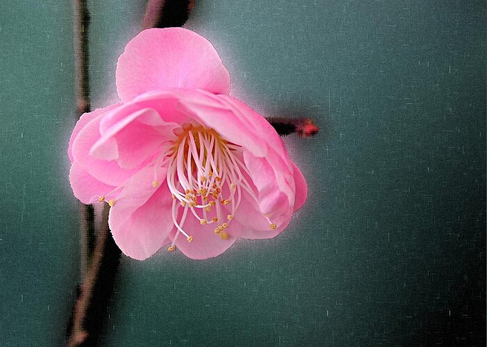 Flower Greeting Card featuring the photograph Pink Ume by Mike Kling