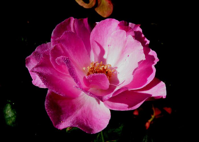 Beautiful Greeting Card featuring the photograph Pink Velvet by Kimmary MacLean