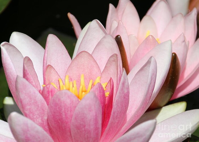 Lilies Greeting Card featuring the photograph Pink Water Lily by Amanda Mohler