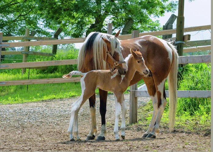Horse Greeting Card featuring the photograph Pinto Arabian Horses - Mare And Newborn by Kerrick