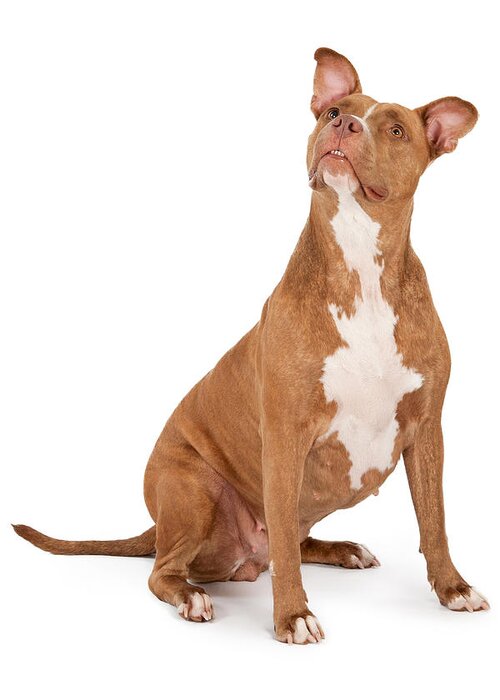 Dog Greeting Card featuring the photograph Pit Bull Dog Looking Up by Good Focused