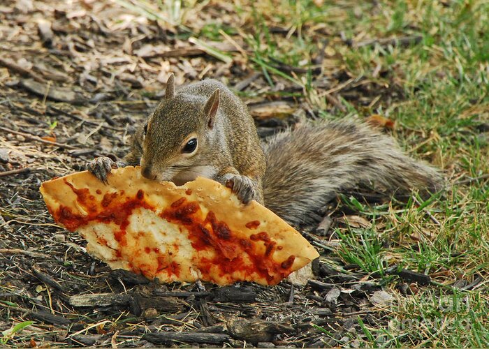 Squirrels Greeting Card featuring the photograph Pizza For Lunch by Mary Carol Story
