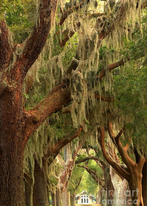Avenue Of The Oaks Greeting Card featuring the photograph Plantation Oak Trees by Adam Jewell
