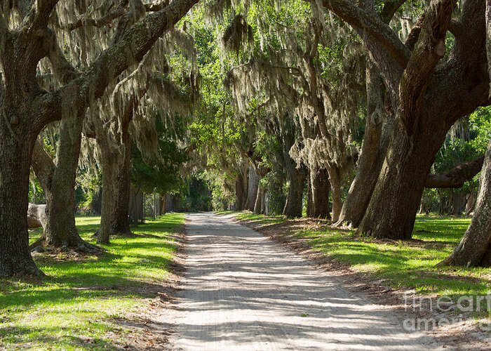 Spanish Moss Greeting Card featuring the photograph Plantation Road by Louise Heusinkveld