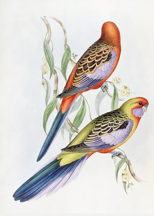 Adelaide Rosella Greeting Card featuring the painting Platycercus Adelaidae from the Birds of Australia by John Gould