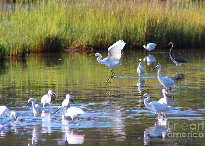 Egret Greeting Card featuring the photograph Playful Egret by Andre Turner