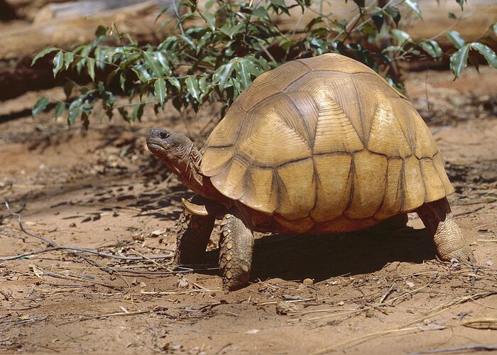 Feb0514 Greeting Card featuring the photograph Ploughshare Tortoise Portrait by Konrad Wothe