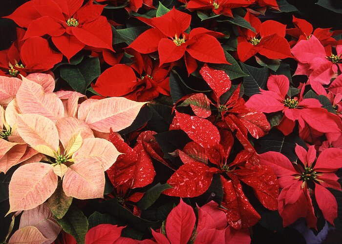 Christmas Greeting Card featuring the photograph Poinsettia Christmas Holiday Flowers by Taiche Acrylic Art