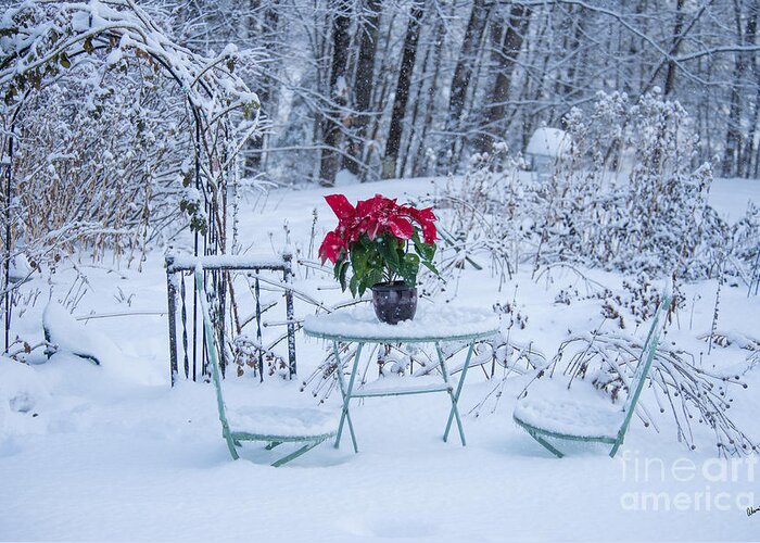 Poinsettia Greeting Card featuring the photograph Poinsettia in the Snow by Alana Ranney