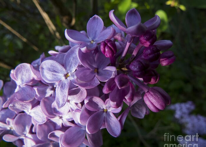 Lilac Greeting Card featuring the photograph Point by Jon Munson II
