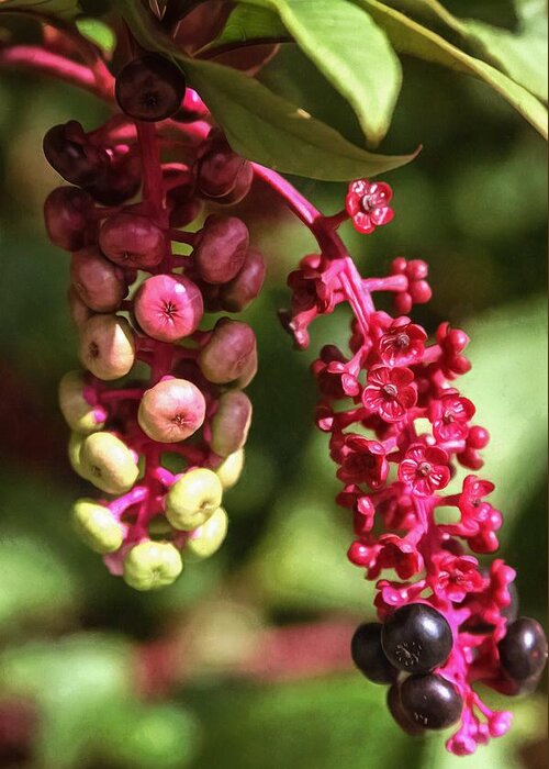 Berry Greeting Card featuring the photograph Pokeberries by CarolLMiller Photography