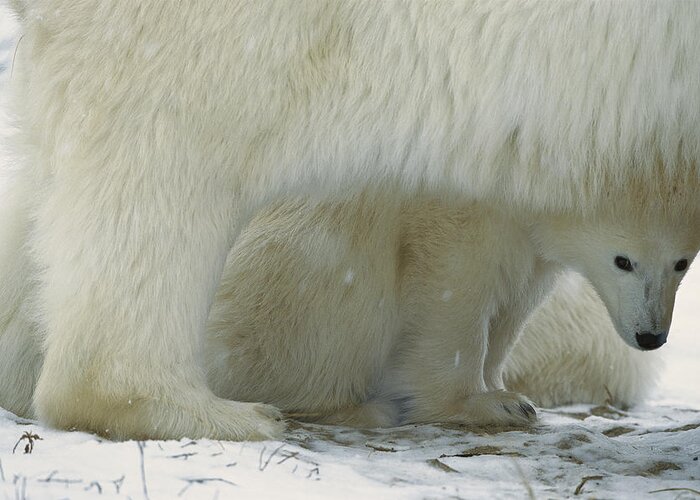 00195533 Greeting Card featuring the photograph Polar Bear Cub Peeking by Konrad Wothe