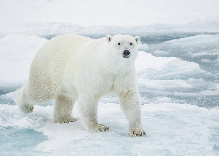 Vertebrate Greeting Card featuring the photograph Polar Bear On Pack Ice by Kencanning